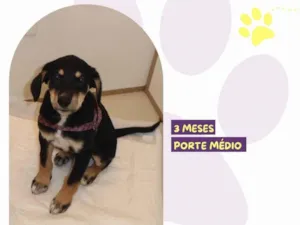 Cachorro raça SRD-ViraLata idade 2 a 6 meses nome Mary