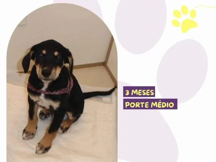 Cachorro ra a SRD-ViraLata idade 2 a 6 meses nome Mary