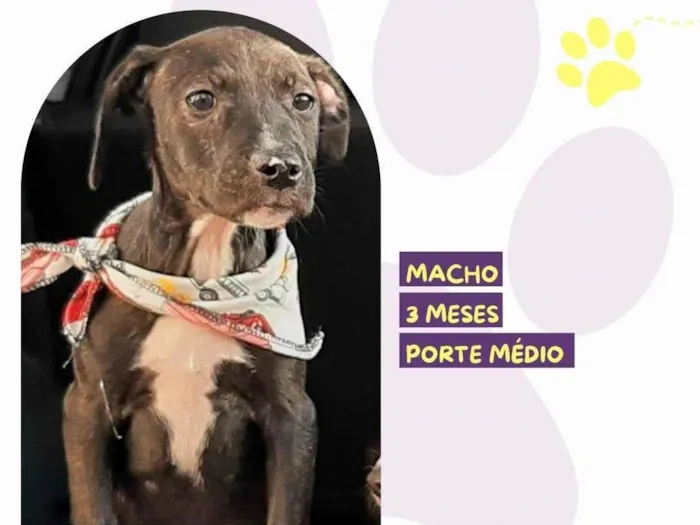 Cachorro ra a SRD-ViraLata idade 2 a 6 meses nome Guru
