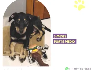 Cachorro raça SRD-ViraLata idade 2 a 6 meses nome Matthew