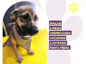 Cachorro raça SRD-ViraLata idade 2 a 6 meses nome Pietro