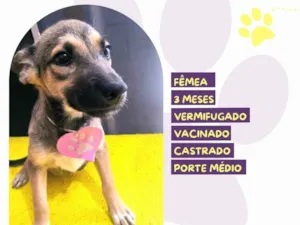 Cachorro raça SRD-ViraLata idade 2 a 6 meses nome Pietra 