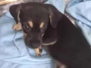 Cachorro raça Pinscher idade Abaixo de 2 meses nome RINGO