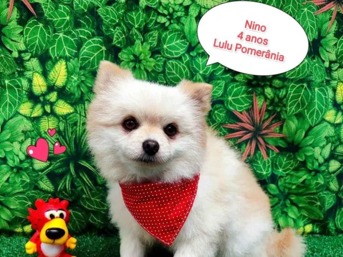Cachorro ra a SRD-ViraLata idade 4 anos nome Nino