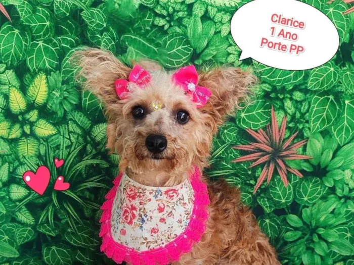 Cachorro ra a SRD-ViraLata idade 1 ano nome clarice 