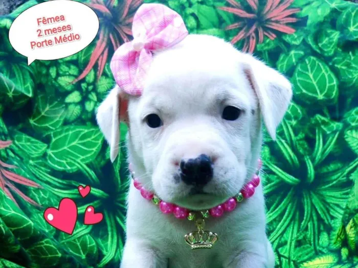 Cachorro ra a SRD-ViraLata idade 2 a 6 meses nome Nina
