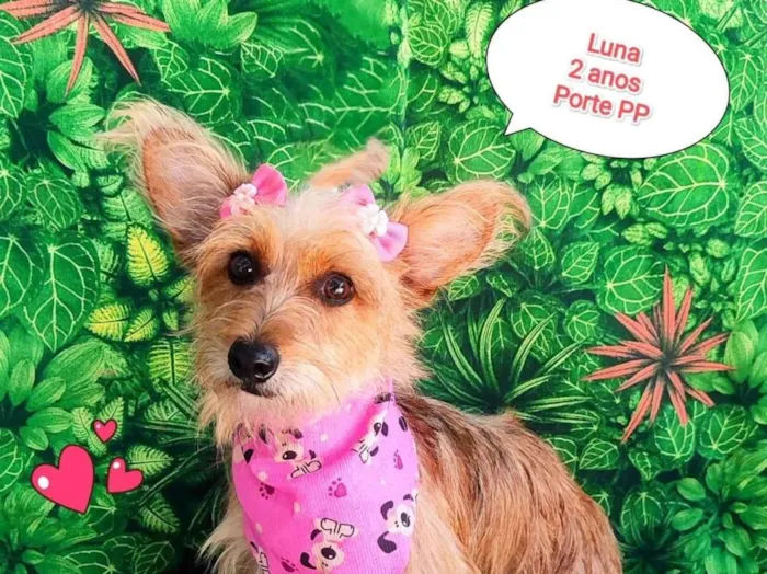 Cachorro ra a SRD-ViraLata idade 2 anos nome Luna