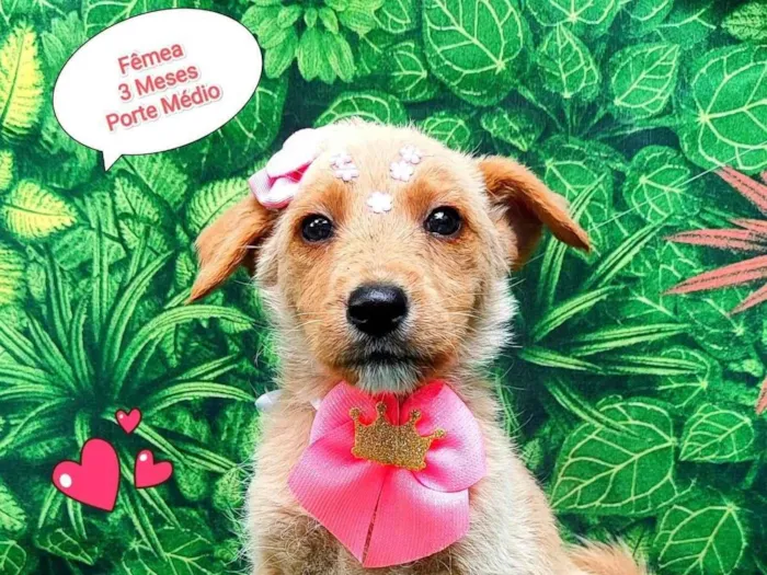 Cachorro ra a SRD-ViraLata idade 2 a 6 meses nome melinda