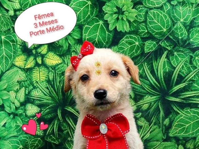 Cachorro ra a SRD-ViraLata idade 2 a 6 meses nome fofinha