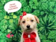 fofinha