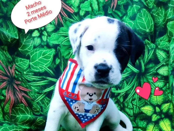 Cachorro ra a SRD-ViraLata idade 2 a 6 meses nome betinho