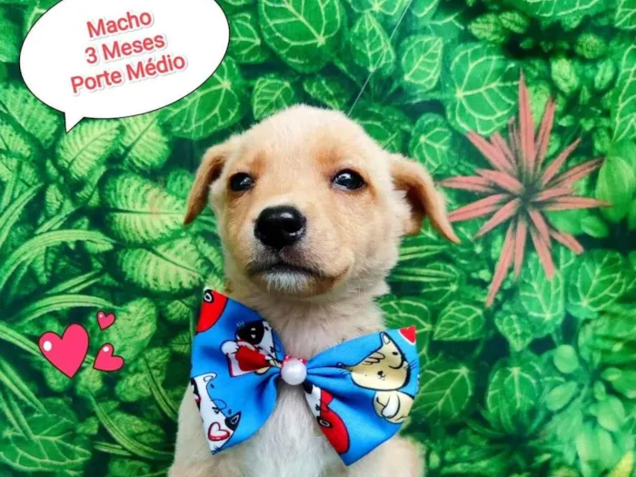 Cachorro ra a SRD-ViraLata idade 2 a 6 meses nome ursinho