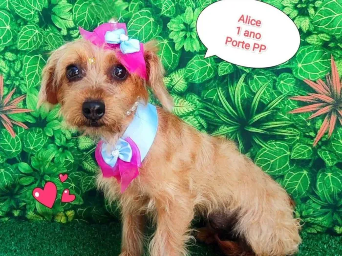 Cachorro ra a SRD-ViraLata idade 1 ano nome alice