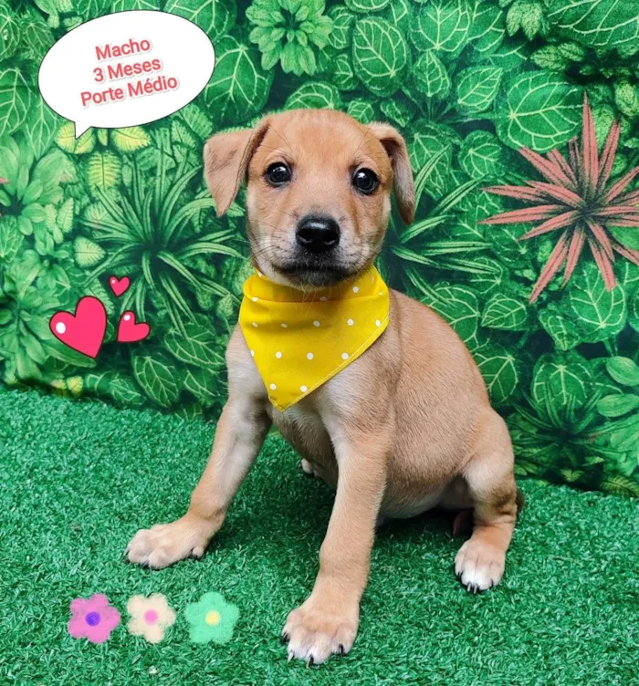 Cachorro ra a SRD-ViraLata idade 2 a 6 meses nome lobinho