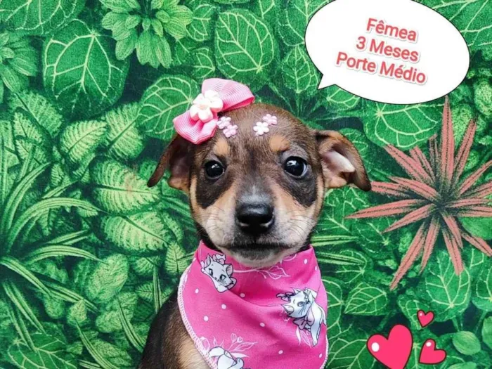 Cachorro ra a SRD-ViraLata idade 2 a 6 meses nome miranda 