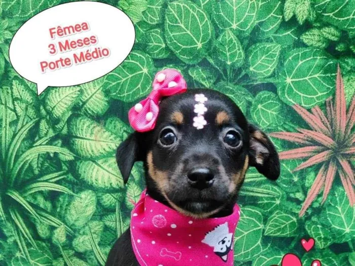 Cachorro ra a SRD-ViraLata idade 2 a 6 meses nome milla