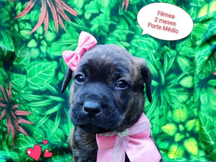 Cachorro ra a SRD-ViraLata idade 2 a 6 meses nome ursula 