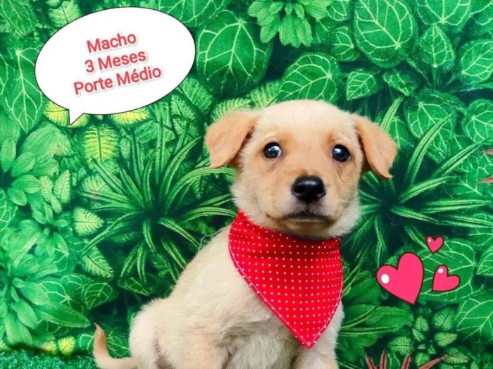 Cachorro ra a SRD-ViraLata idade 2 a 6 meses nome noah