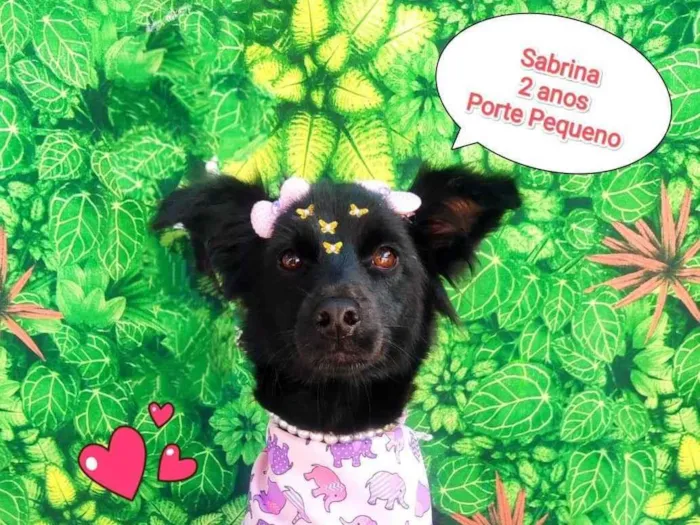Cachorro ra a SRD-ViraLata idade 2 anos nome sabrina