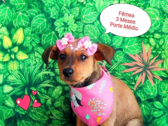 Cachorro ra a SRD-ViraLata idade 2 a 6 meses nome hanna