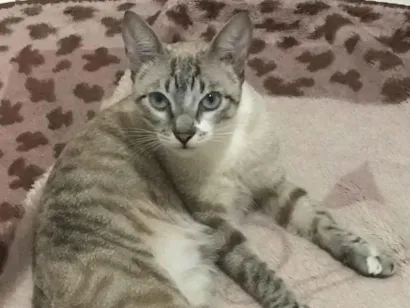 Gato raça Siamês idade 7 a 11 meses nome Milly