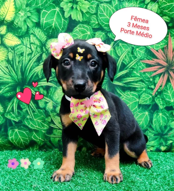 Cachorro ra a SRD-ViraLata idade 2 a 6 meses nome melissa