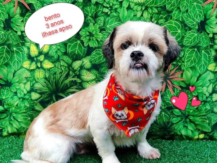 Cachorro ra a Lhasa Apso idade 2 anos nome bento