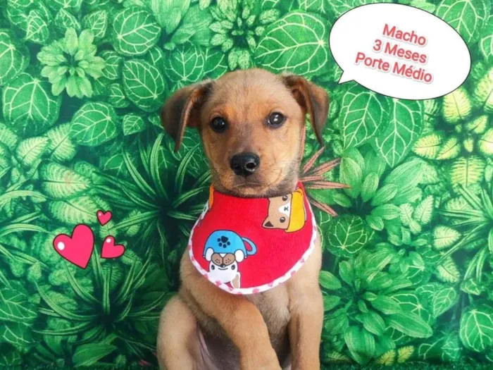 Cachorro ra a SRD-ViraLata idade 2 a 6 meses nome harry