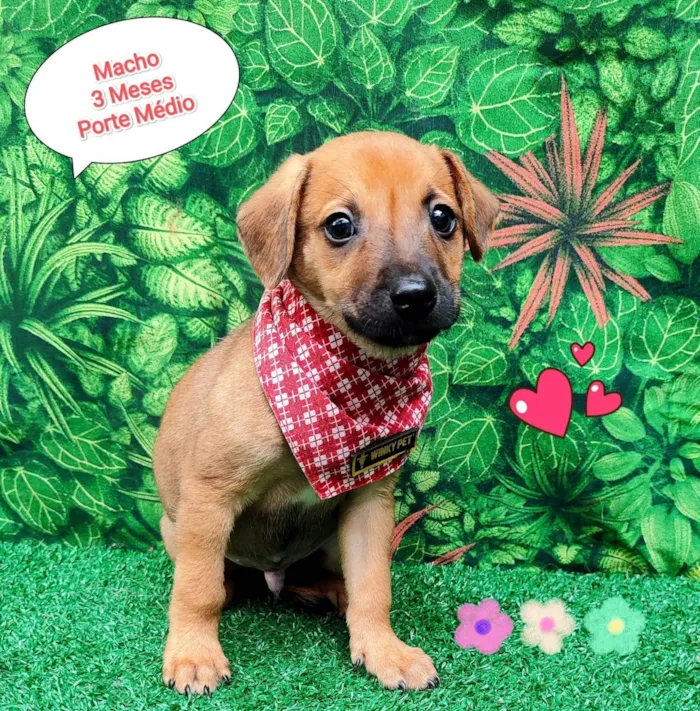 Cachorro ra a SRD-ViraLata idade 2 a 6 meses nome guga