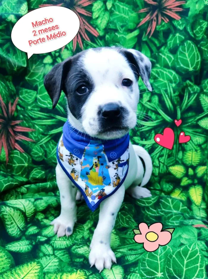 Cachorro ra a SRD-ViraLata idade 2 a 6 meses nome ryan