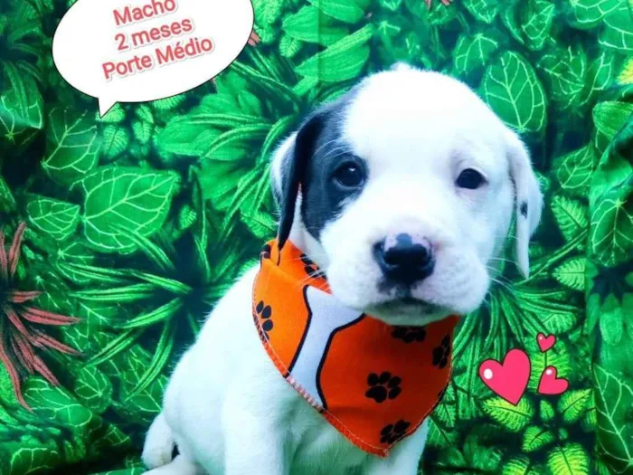 Cachorro ra a SRD-ViraLata idade 2 a 6 meses nome zezinho 