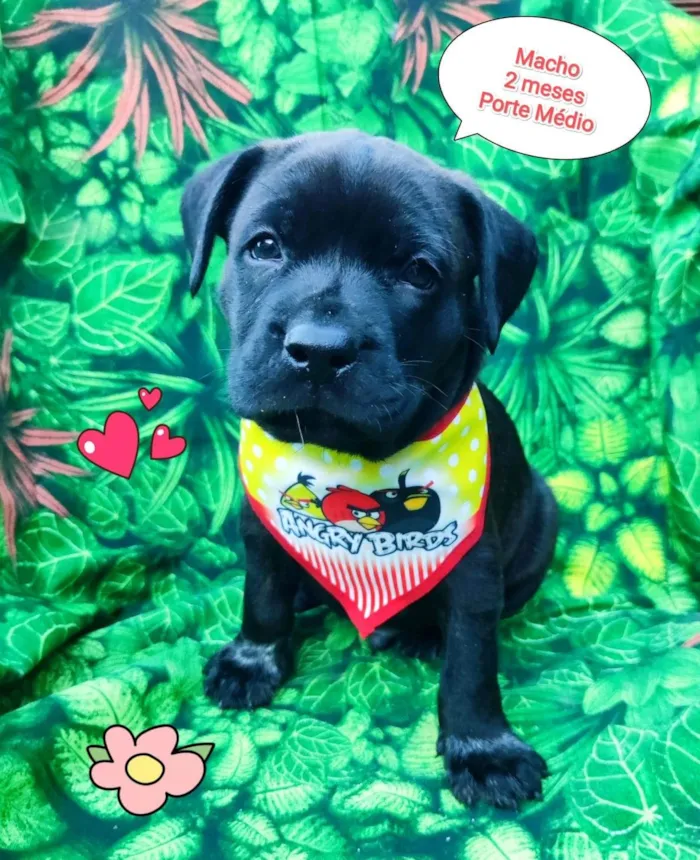 Cachorro ra a SRD-ViraLata idade 2 a 6 meses nome pretinho