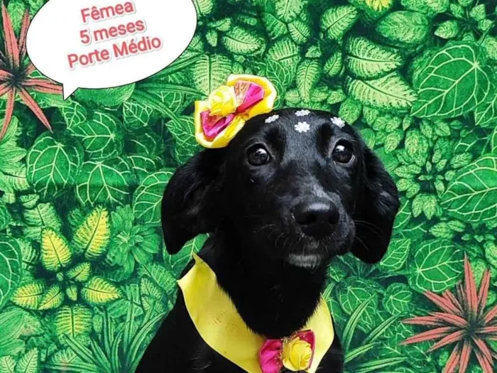 Cachorro ra a SRD-ViraLata idade 7 a 11 meses nome akira