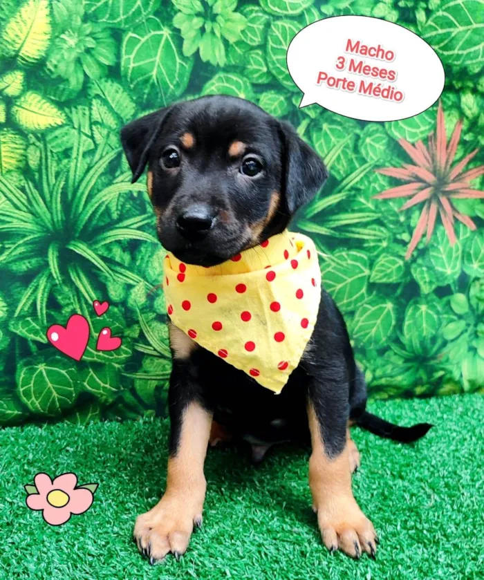 Cachorro ra a SRD-ViraLata idade 2 a 6 meses nome caramelo