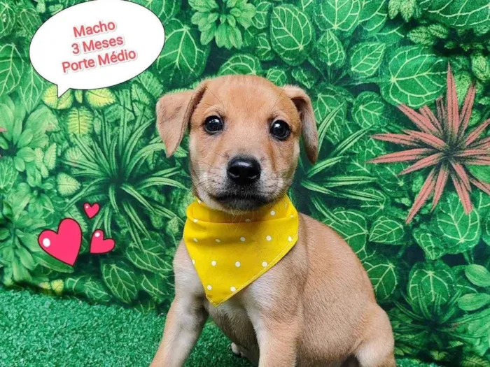 Cachorro ra a SRD-ViraLata idade 2 a 6 meses nome lobinho