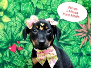 Cachorro raça SRD-ViraLata idade 2 a 6 meses nome melissa