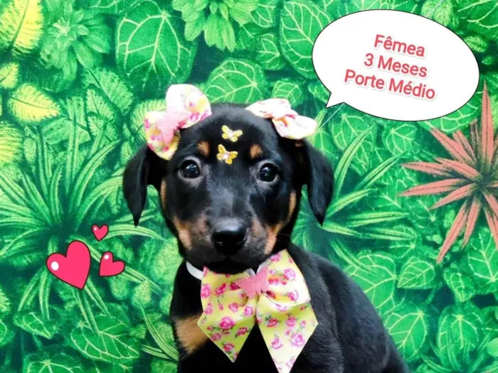 Cachorro ra a SRD-ViraLata idade 2 a 6 meses nome melissa