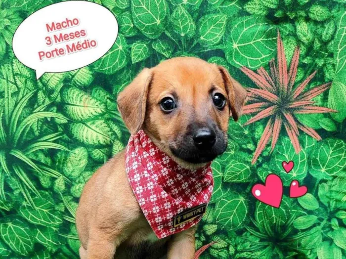 Cachorro ra a SRD-ViraLata idade 2 a 6 meses nome guga