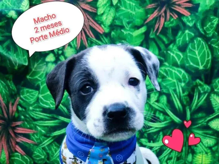 Cachorro ra a SRD-ViraLata idade 2 a 6 meses nome ryan