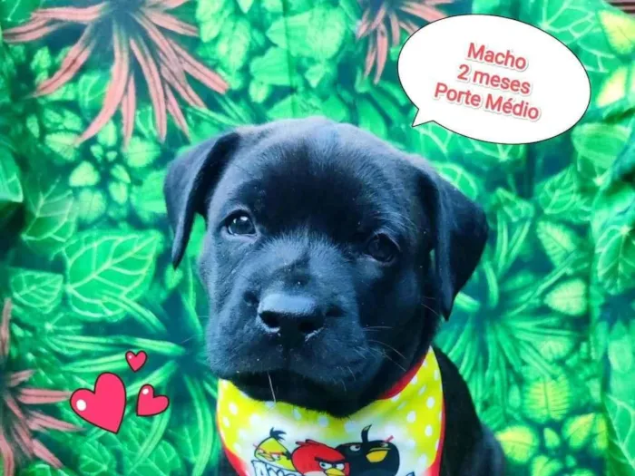 Cachorro ra a SRD-ViraLata idade 2 a 6 meses nome pretinho