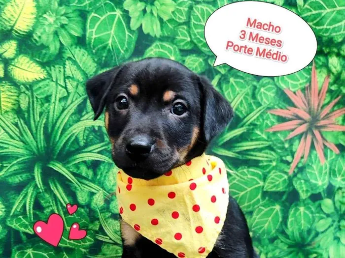 Cachorro ra a SRD-ViraLata idade 2 a 6 meses nome caramelo
