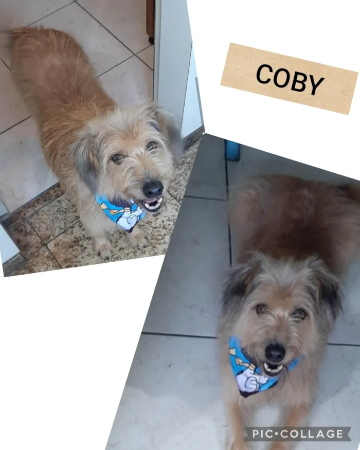 Cachorro ra a SRD-ViraLata idade 5 anos nome Coby