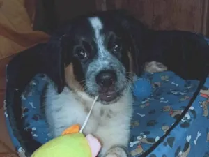 Cachorro raça SRD-ViraLata idade 2 a 6 meses nome Bobby
