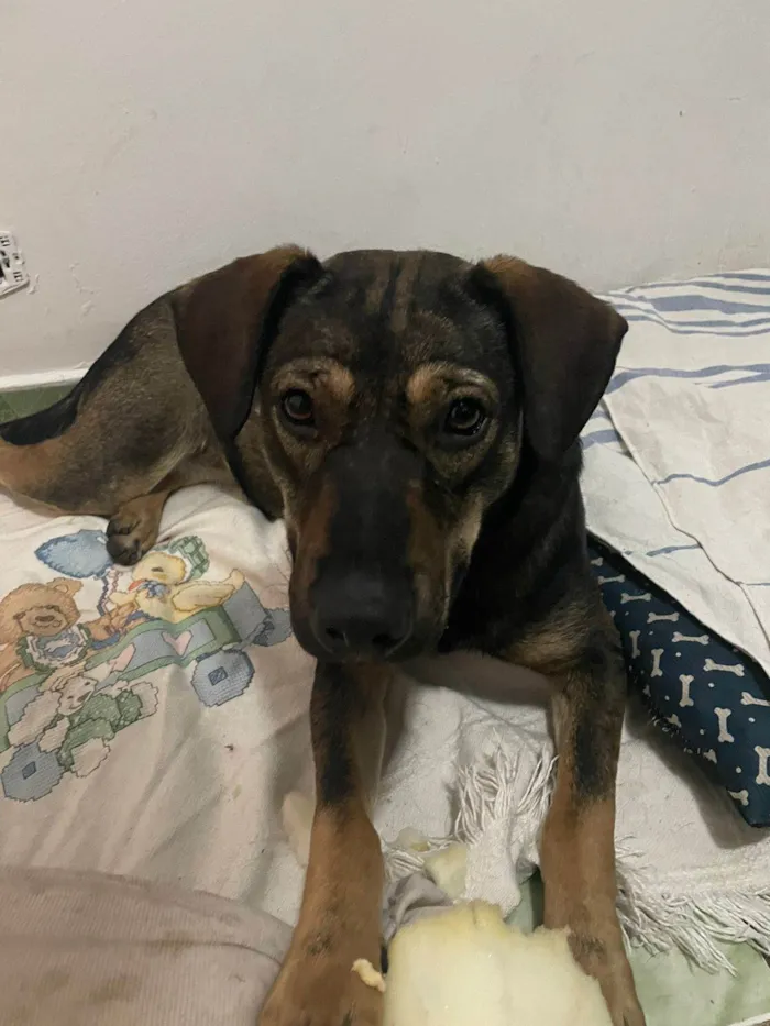 Cachorro ra a SRD-ViraLata idade 1 ano nome Elisabeth