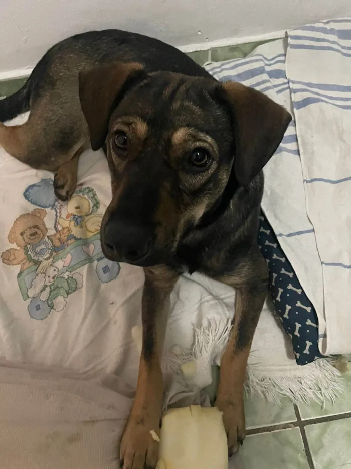 Cachorro ra a SRD-ViraLata idade 1 ano nome Elisabeth