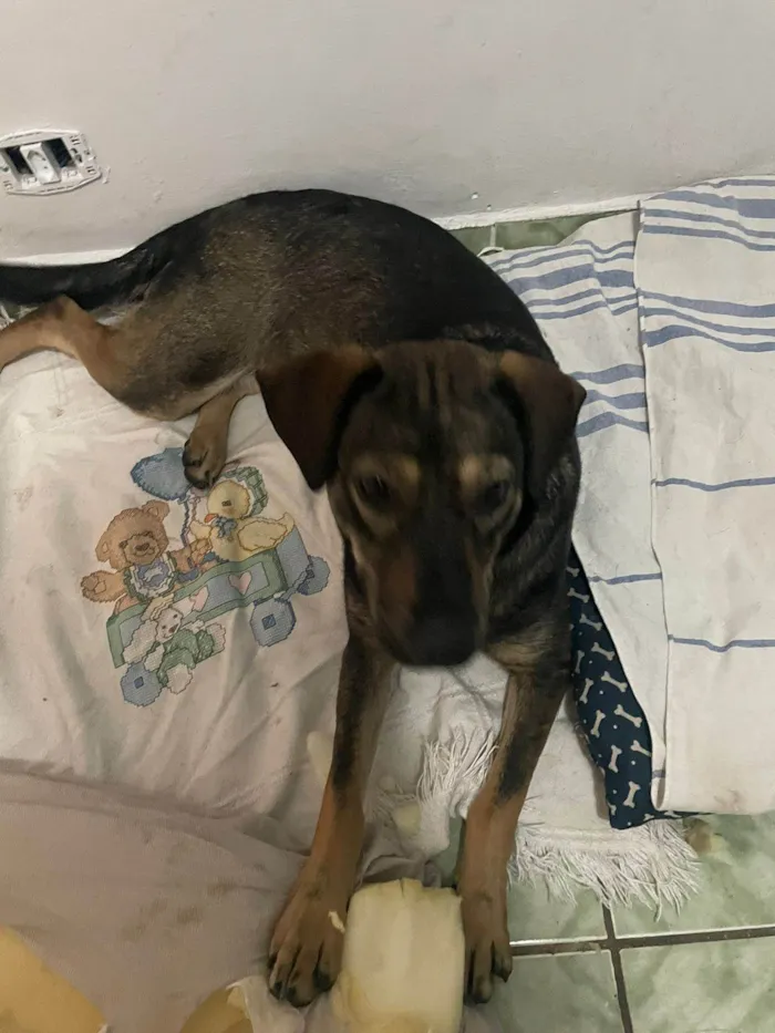 Cachorro ra a SRD-ViraLata idade 1 ano nome Elisabeth