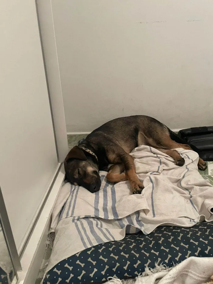 Cachorro ra a SRD-ViraLata idade 1 ano nome Elisabeth