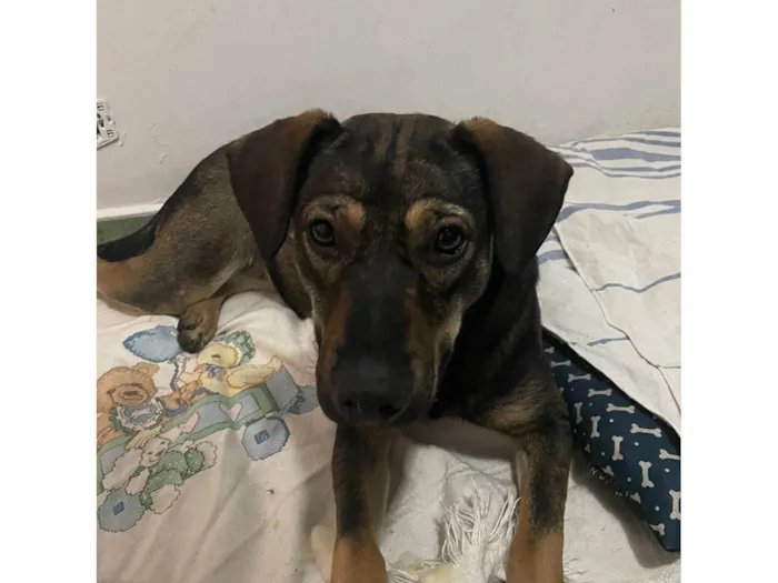Cachorro ra a SRD-ViraLata idade 1 ano nome Elisabeth