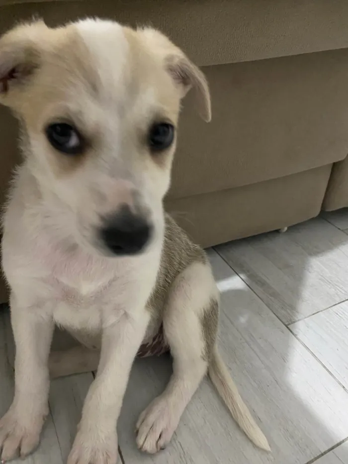 Cachorro ra a SRD-ViraLata idade 2 a 6 meses nome Lola