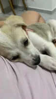Lola